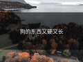 狗的东西又硬又长